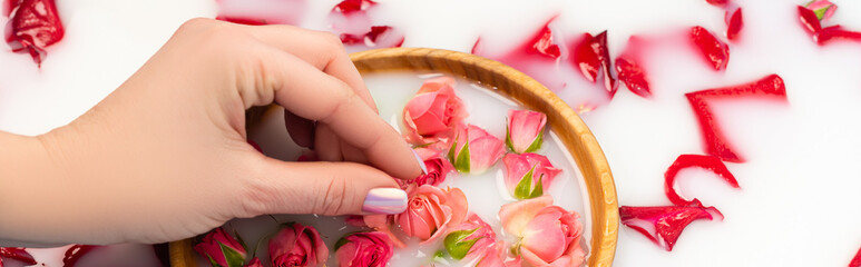 cropped view of woman holding tea rose near bowl with milky water, banner