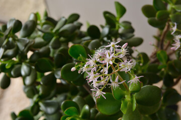 White flowers of Crassula Ovata plant blooms at home. The plant is commonly known as jade plant, lucky plant, money plant, or money tree
