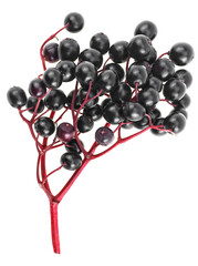 Fresh berries of elder on red branch isolated on a white background, top view. Sambucus.