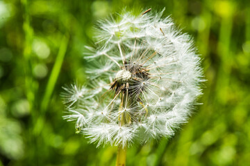 Close-up of dandelion blossom in the meadow