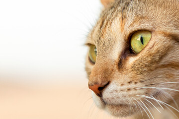 close up portrait of a cat