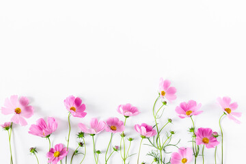 Obraz na płótnie Canvas Beautiful flowers composition. Pink cosmos flowers on white background. Flat lay, top view, copy space