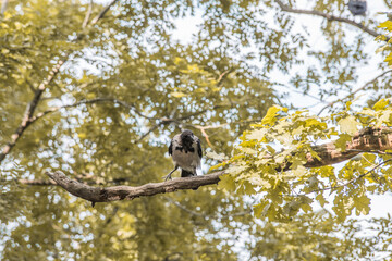 Hooded crow on the branches of a tree. Selective focus. Blurred background.