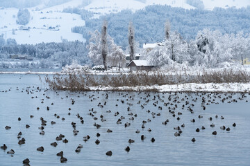 Huge flocks of pochard ducks rest on a wind-protected inlet of the Upper Zurich Lake (Obersee) between Hurden (Schwyz) and Rapperswil (St. Gallen), Switzerland