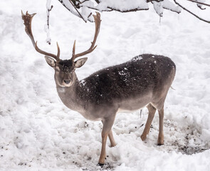 Fallow deers (Dama dama) trying to feed on grass below the thick snow layers in Lindenhof, Rapperswil-Jona, St. Gallen, Switzerland