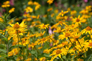Piękne kwiaty łąka i krajobraz  w lecie