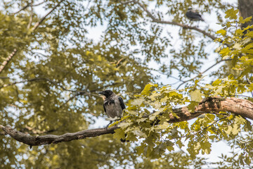 Hooded crow on the branches of a tree. Selective focus. Blurred background.