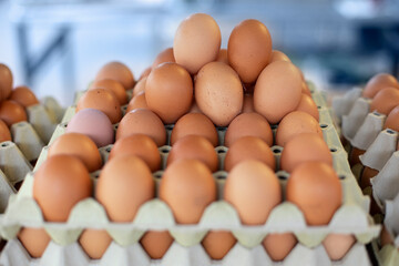 Storage of many of eggs in paper box