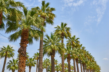 Fototapeta premium row of palm trees over a blue sky with plenty of negative space.