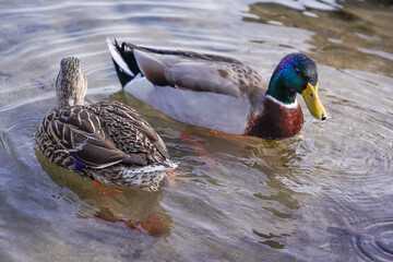 Duck floating in the water looking for food eating