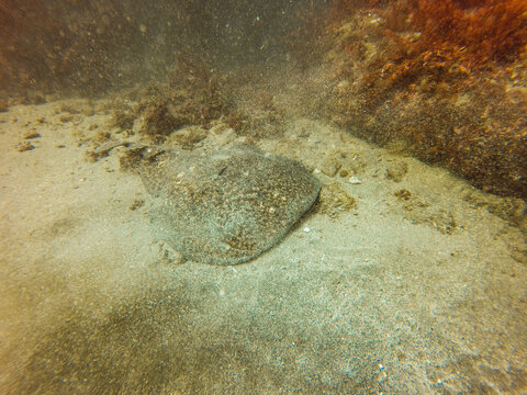 Marine biodiversity with colourful coral reef on the bottom of the ocean