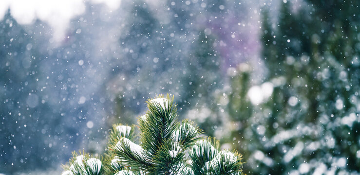 Landscape of a snowy coniferous forest while snowflakes fall