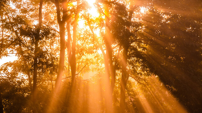 From below scenery of bright sun rays penetrating branches of tall trees in morning forest