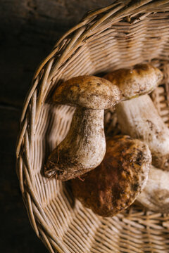 Top view of fresh whole edible porcini mushrooms or Boletus edulis in wicker basket
