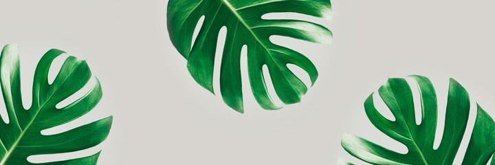 Close up of Real monstera leaves at home, indoor houseplant, pattern in banner size