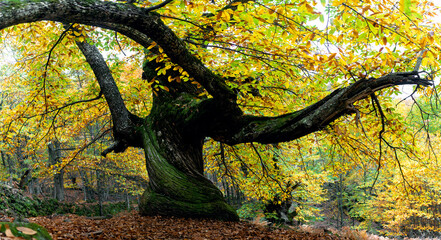 Amazing panoramic view of huge tree with yellow foliage in calm woods in fall