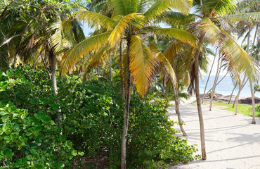 The picturesque Caribbean beach , Martinique island, French West Indies.