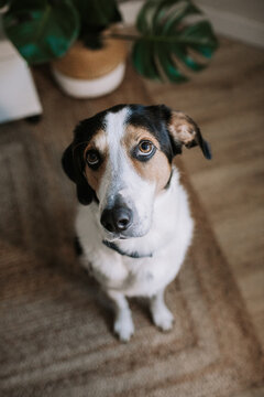 Adorable Treeing Walker Coonhound dog sitting near potted houseplant in room and looking up