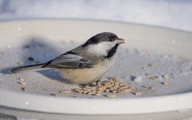 Obraz premium Black-capped Chickadee at the Feeder