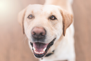 Blondie Labrador dog smiling. Front View. Selective Focus. Animals Concept