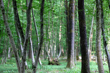Birch trees in the forest. Selective focus.