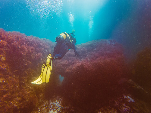 Unrecognizable diver studying depth of ocean and vegetation at bottom