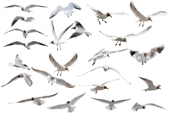 twenty three flying black-headed gulls on white
