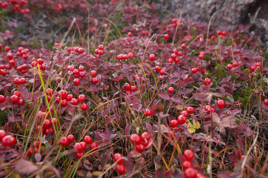 Red wild cranberries growing in grass in lush meadow in woods in autumn