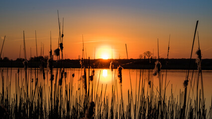 Sunset in the reeds on the lake.