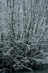 Tree covered in snow in a frozen pond in winter, Coventry, England, UK