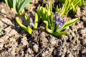 Spring Purple Hyacinths.Purple Hyacinthus orientalis in the garden. Blooming violet hyacinth flowers with plenty of green leaves. Beautiful early spring flowers used to celebrate Easter.
