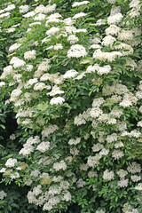 The flowering  black elder (Sambucus nigra L.) - 409988371