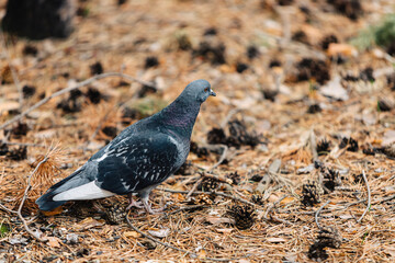 A blue dove walks on a lawn of fallen pine needles and cones in an autumn forest.