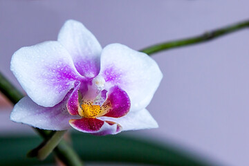 Purple with white orchid flower close-up with dropps of water.