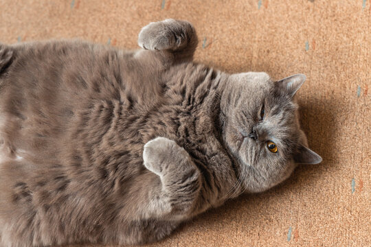 Fat fluffy British cat lying on the floor