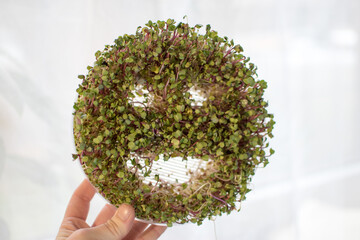 Fresh lentil and radish sprouts isolated on white background