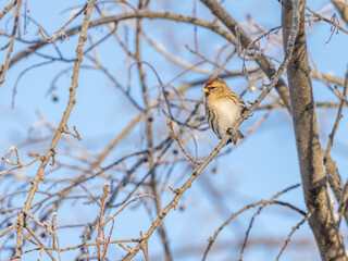 Female Redpoll on a Branch