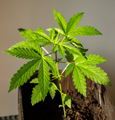 cannabis, plant, pot, growing, herb, hemp, sprout, seedling, medicine, marijuana, drug, weed, grow, agriculture, medicinal, garden, growth, green, leaf, natural, nature, medical, strain, farm, alterna