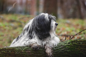 Tibetan terrier dog laying on a tree trunk in forest and is covered in mud, selective focus, copy space
