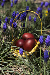 .Easter painted eggs lie in a wicker basket on a flower bed with blue flowers (muscari). Easter concept