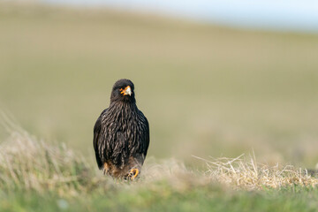 The striated caracara (Phalcoboenus australis)