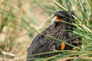 The striated caracara (Phalcoboenus australis)