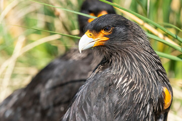 The striated caracara (Phalcoboenus australis)