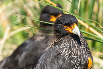 The striated caracara (Phalcoboenus australis)