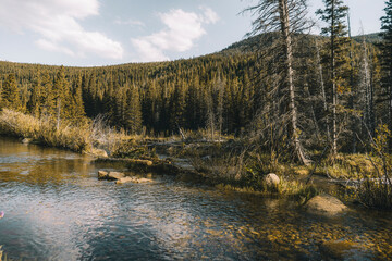 Green Lush Trees at Colorado Alpine Lake