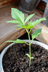 cannabis, plant, pot, growing, herb, hemp, sprout, seedling, medicine, marijuana, drug, weed, grow, agriculture, medicinal, garden, growth, green, leaf, natural, nature, medical, strain, farm, alterna