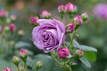 カインダー・ブルー　バラ