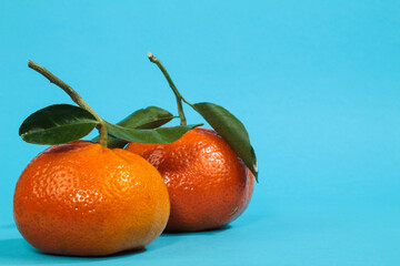 Two tangerines with green leaves on blue background