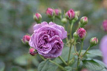 カインダー・ブルー　バラ