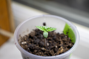 cannabis, plant, pot, growing, herb, hemp, sprout, seedling, medicine, marijuana, drug, weed, grow, agriculture, medicinal, garden, growth, green, leaf, natural, nature, medical, strain, farm, alterna